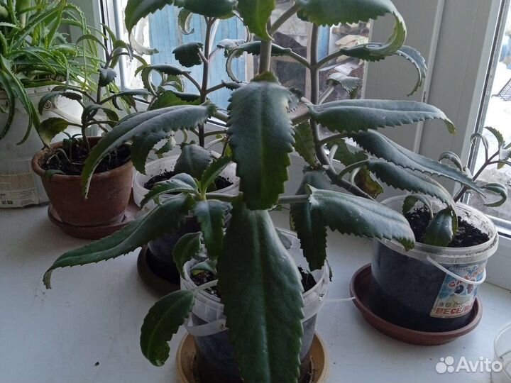 Цветок Каланхоэ-лечебный, 150,т