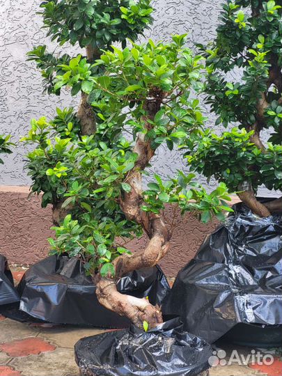 Фикус бонсай