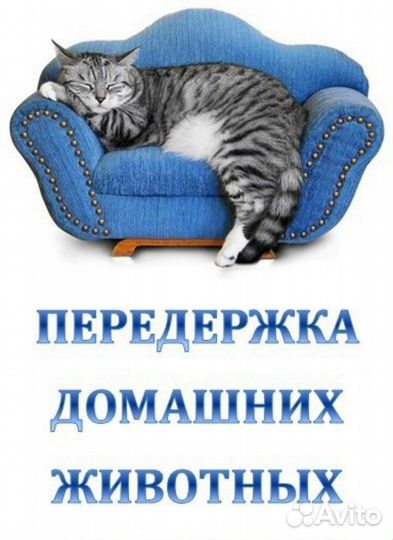 Передержка домашних животных