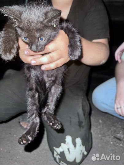 Кошка в дар