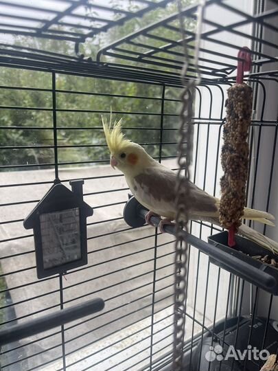 Попугай корелла с клеткой