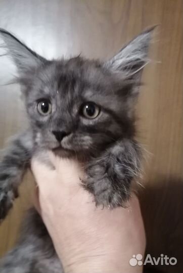 Котята мейн-кун