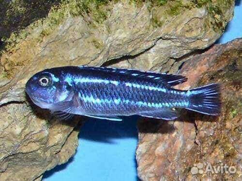 Цихлиды,Каданго,Интуги,Еллоу