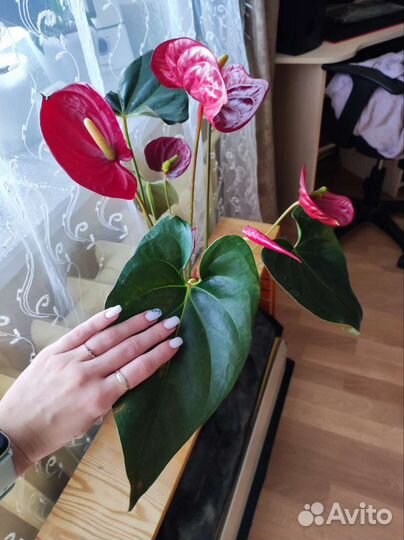 Антуриум деликата гигант