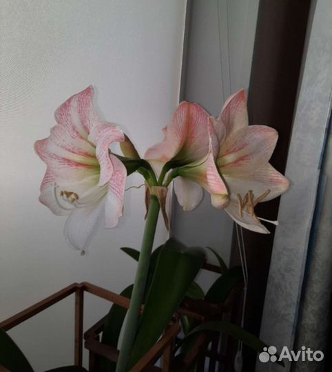 Гиппиаструм нежно розовый