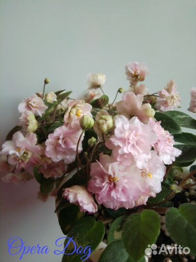 Листочки с детками