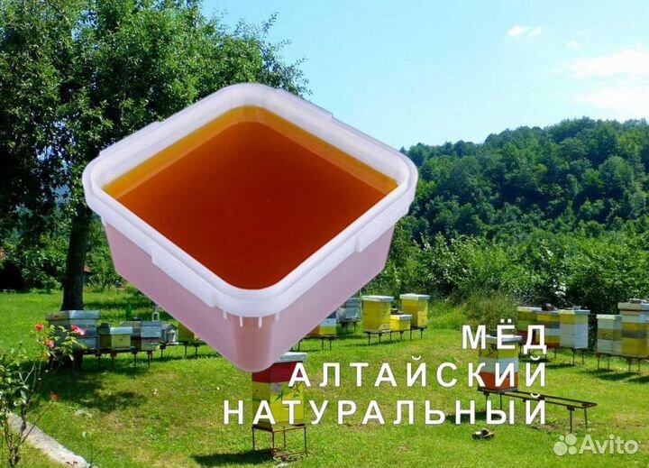 Мёд натуральный из Алтая опт