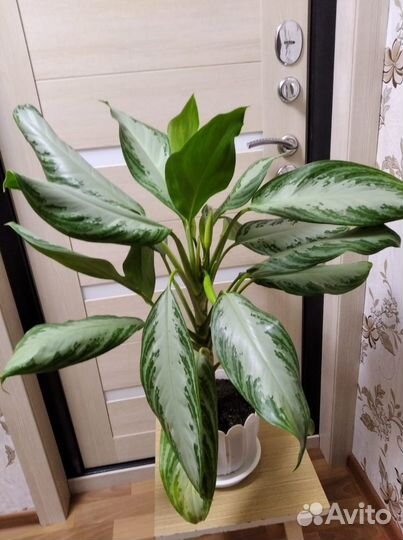 Аглаонема сильвер бей (Silver Bay)