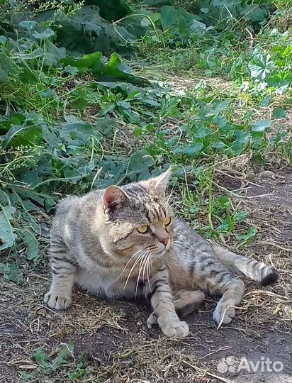 Котик в добрые руки