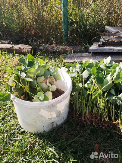 Рассада клубники