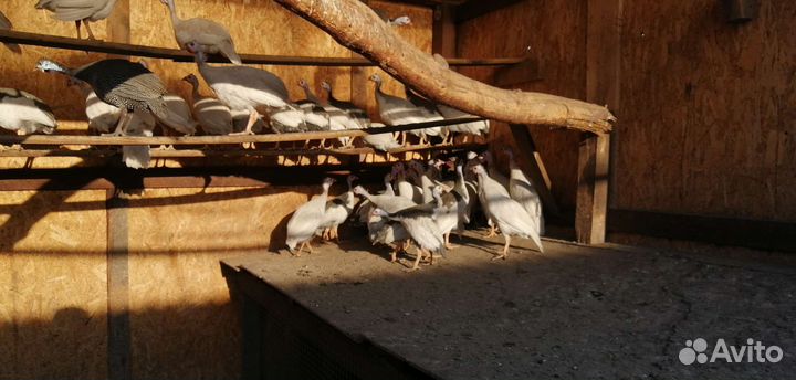 Фазаны Румынские, цесарята, фазанята, яйца цесарки