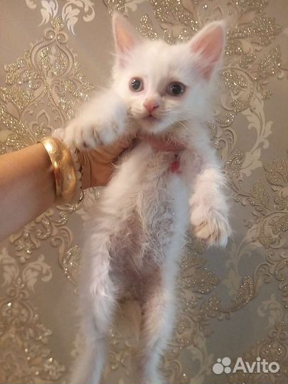 Котенок белый