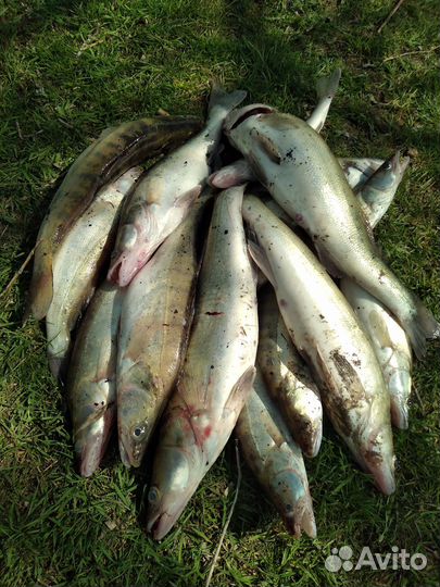 Рыбалка с гидом на реке Дон