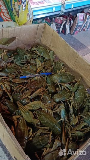 Рак Живой в наличии варим под заказ