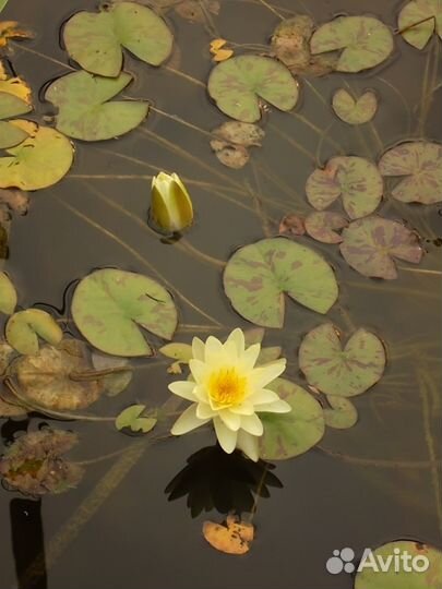 Нимфея (кувшинка), Рогоз, Сусак