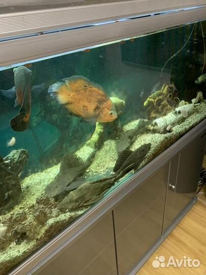 Аквариумные рыбы большие