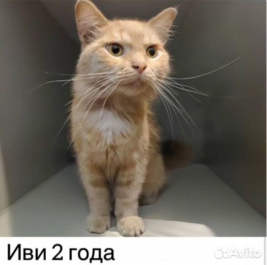 Кошечка Иви в добрые руки