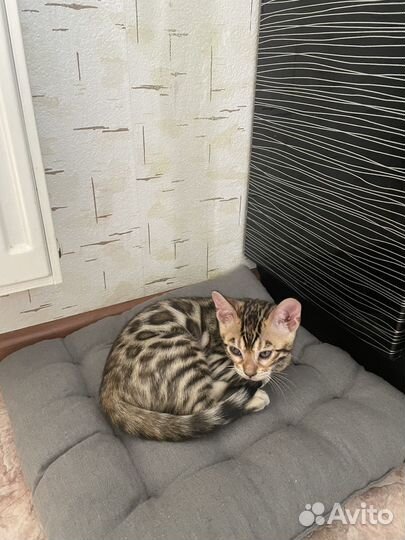 Бенгальская