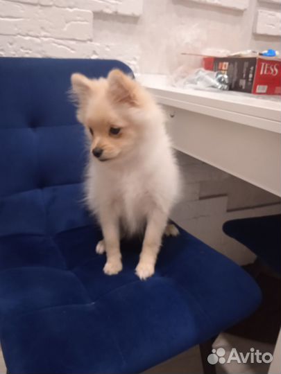 Продам девочку шпиц в посёлке винзили