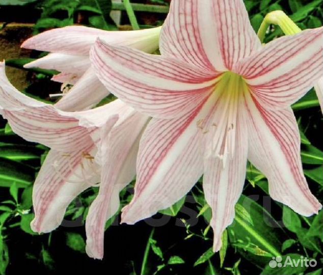 Детки растений (Сансевиерия и Амариллис)