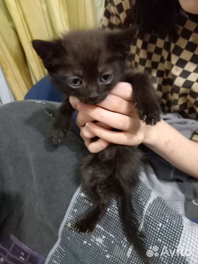 Кошка в дар бесплатно