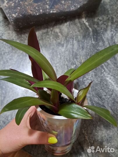 Традесканция рэо