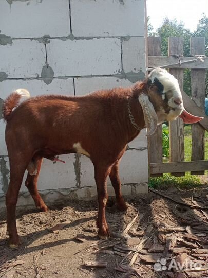 Козел на случку