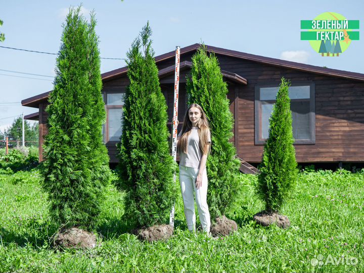Туи смарагд 2 м свежая копка 2023