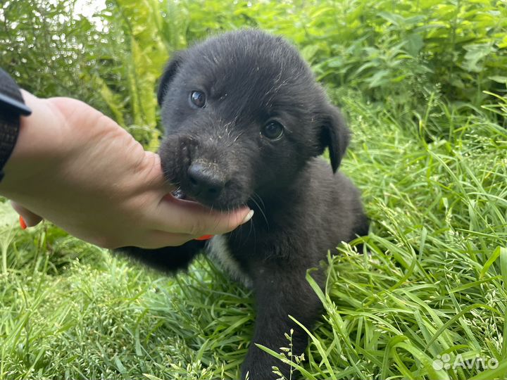 Щенкам нужен дом