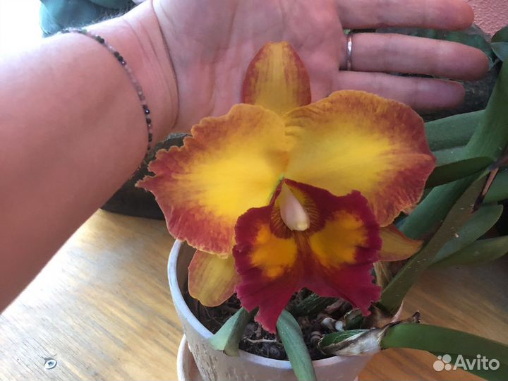 Цветущая каттлея арома