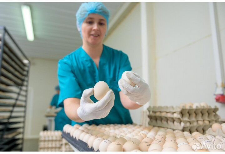 Присоединяйтесь к команде птицефабрики - вахта