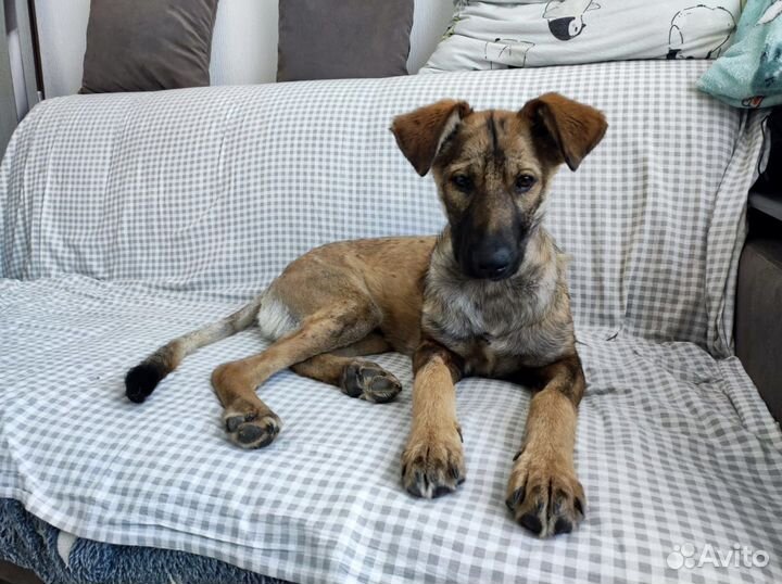 Пёс подросток лишается дома