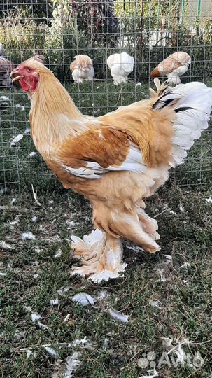 Брама,Кохинхины