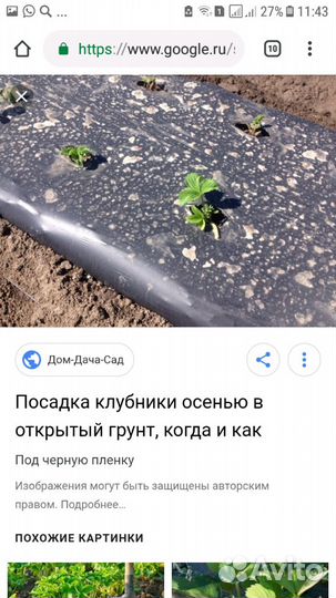 Пленка мульчирующая для клубники