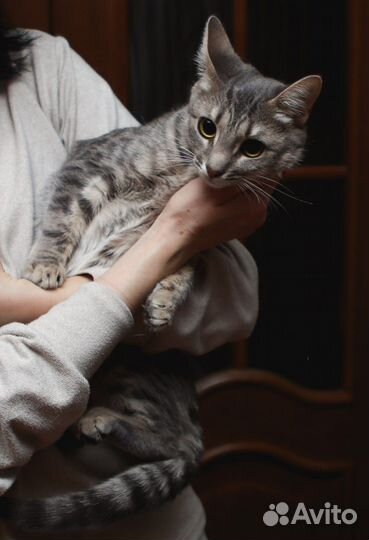 Кошечка в самые лучшие ручки