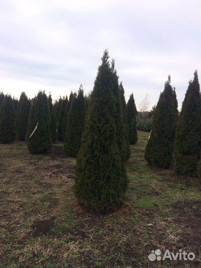 Туя Брабант от 1 м