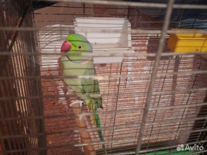 Ожереловый попугай самец