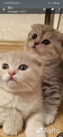 Шотландская