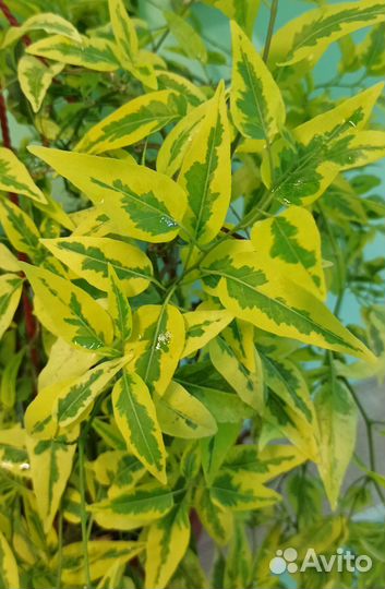 Паслëн жасминовидный вар., Брейния снежная и др