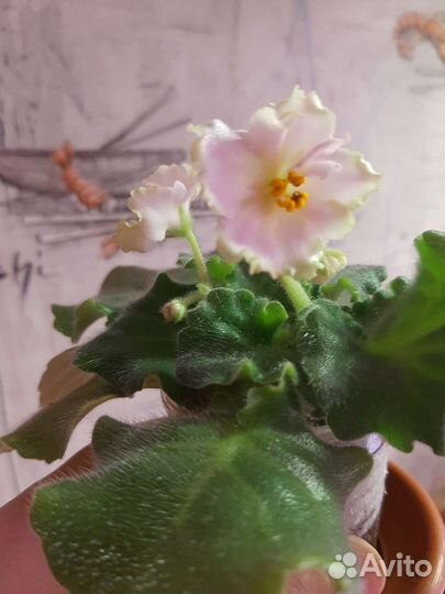 Стартеры фиалок ле Озеро Лотосов и др