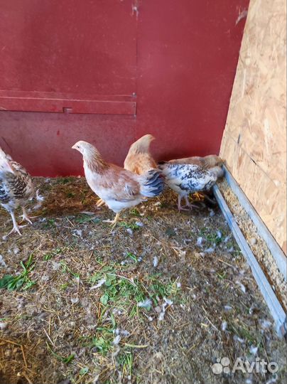 Молодые курочки