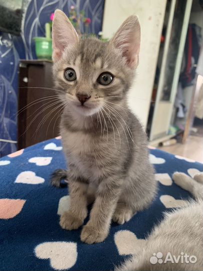 Кошка