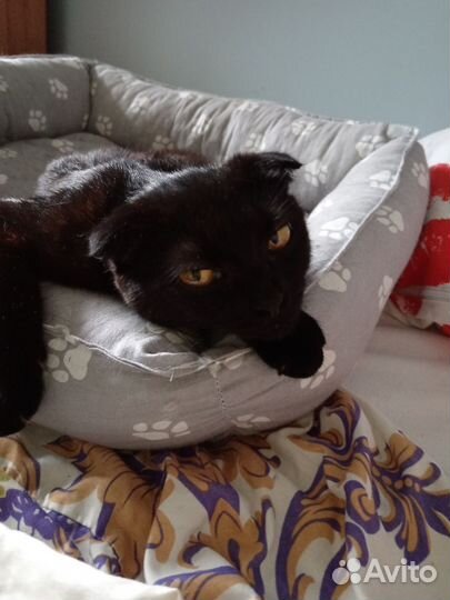 Отдам бесплатно