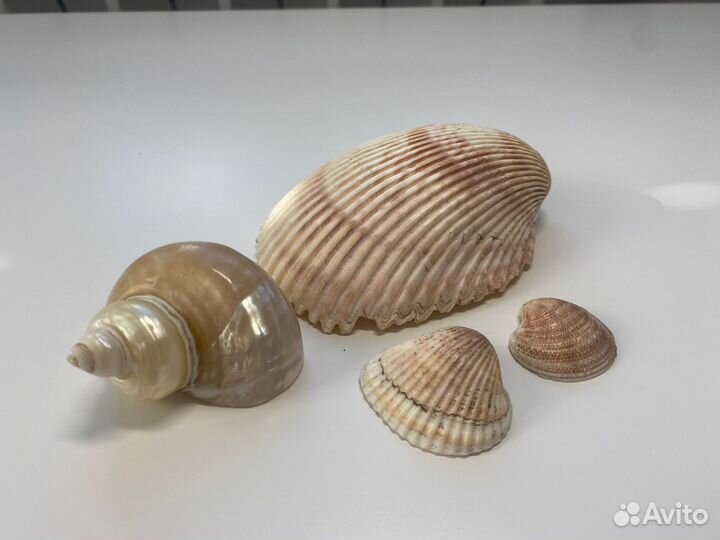 Морские ракушки