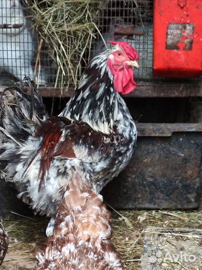 Цыплята ливенских ситцевых, Билефельдеры инк.яйцо