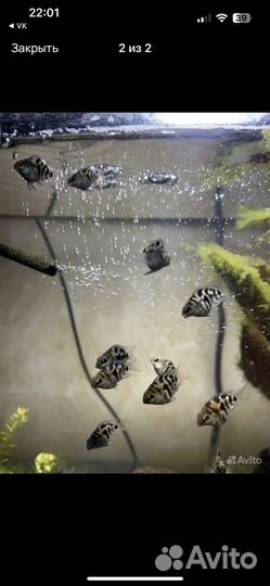 Рыбка сапфировый попугай (Голубая панда)