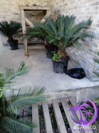 Пальма большая