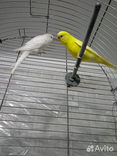 Пара попугаев с клеткой