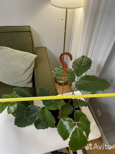 Тетрастигма вуанье