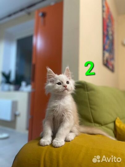 Котята мейн-кун